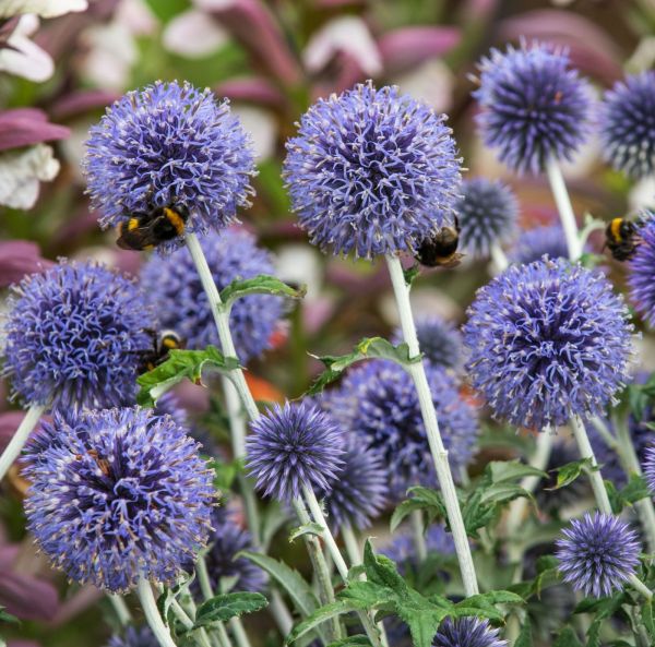 Blå bolltilstel Krukplanta